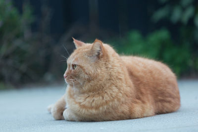 Close-up of a cat looking away