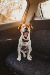 Dog sitting in car