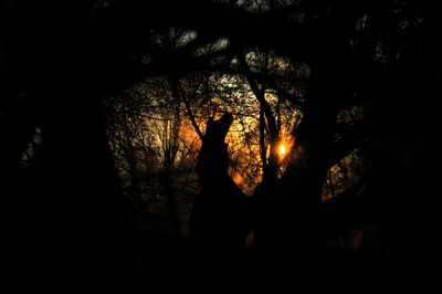 Silhouette of trees at sunset