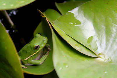 Close up of frog