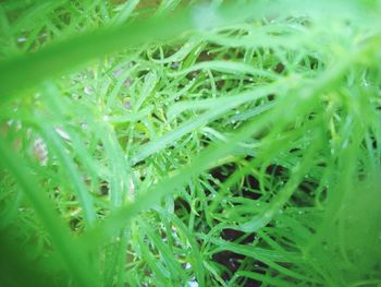 Full frame shot of fresh green grass