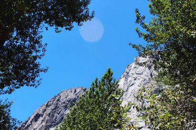 Low angle view of trees against blue sky