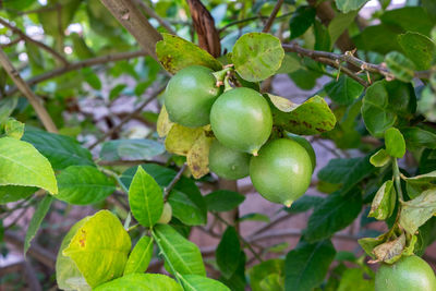 Close-up of fruits growing on tree