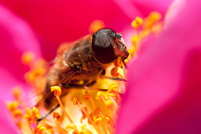 Close-up of bee pollinating on flower
