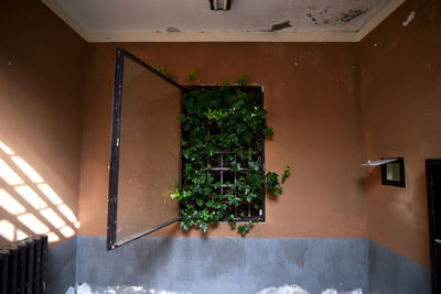 Potted plants in building