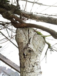 Low angle view of a tree