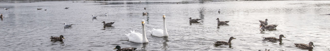 High angle view of swans swimming in lake