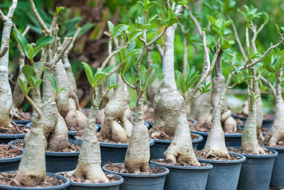 Close-up of potted plants