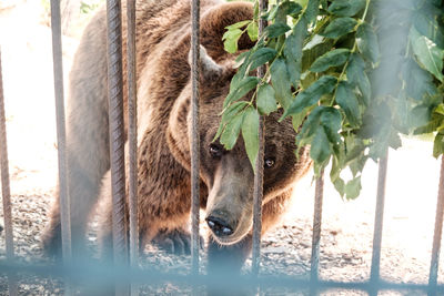 Close-up of horse