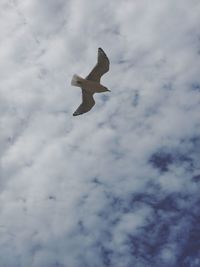 Low angle view of bird flying in sky