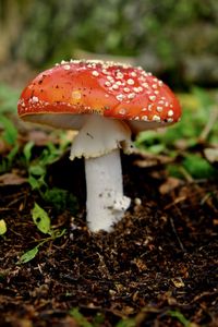 Close-up of fly agaric mushroom on field