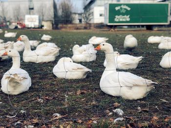 Close-up of swans