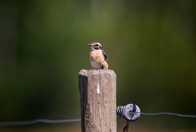 Close-up of bird perching on wooden post