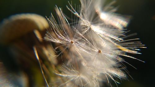 Close-up of plant against blurred background