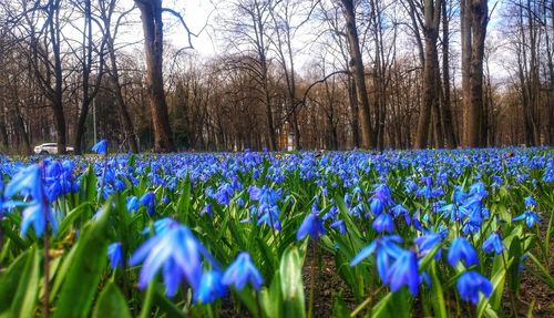 Purple crocus flowers growing on field