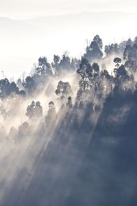 Low angle view of trees against sky