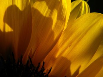 Close-up of yellow flowering plant