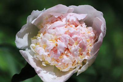 Close-up of white rose