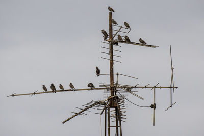 Starlings on the television antenna.