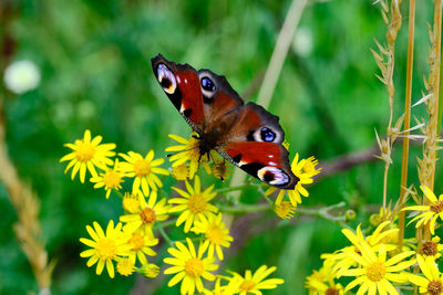 Close-up of butterfly pollinating on flower