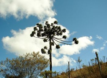 Low angle view of trees against sky