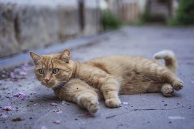 Portrait of ginger cat on footpath