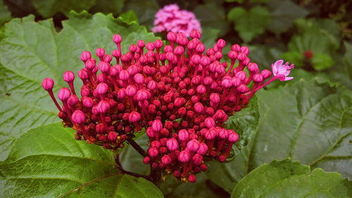 Close-up of pink flowering plant