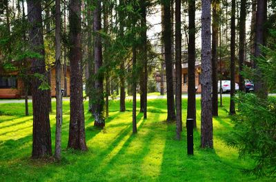 Trees in forest