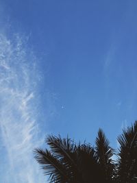 Low angle view of palm trees against blue sky