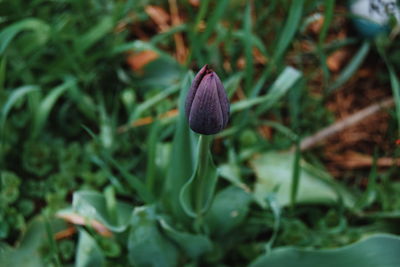 Close-up of plant growing on plant