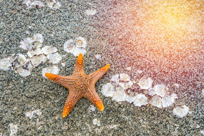 Close-up of starfish at beach