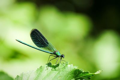 Close-up of damselfly on plant