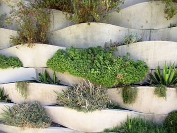 Close-up of plants