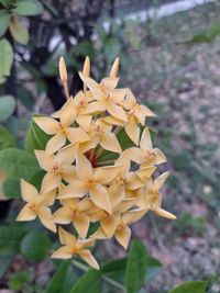 Close-up of flowering plant on field