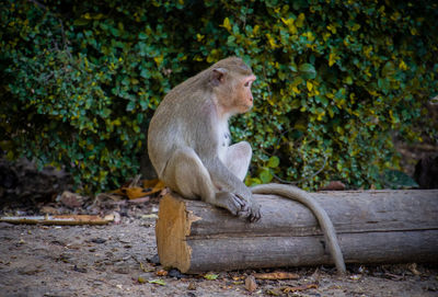 Lion sitting on tree by plants