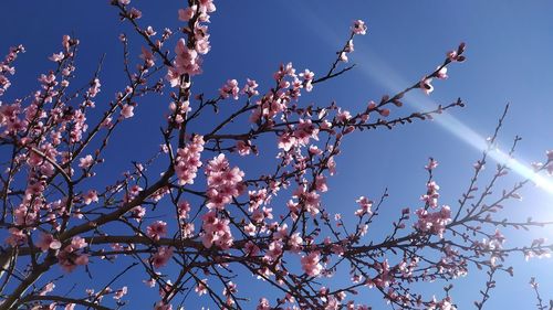 Low angle view of cherry blossoms against sky