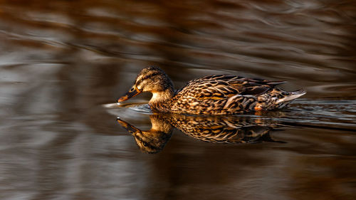 Duck swimming in lake