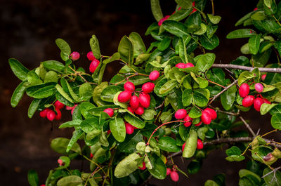 Close-up of red berries growing on tree