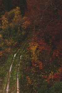 High angle view of trees in forest during autumn