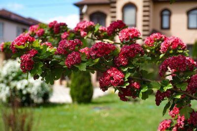 Close-up of pink flowering plants in yard