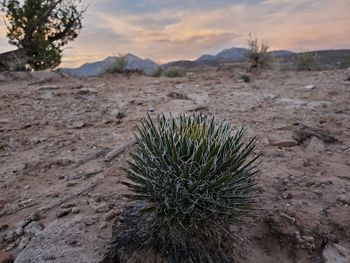 Plant growing on land against sky