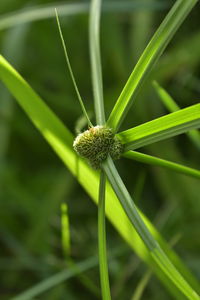 Close-up of flowering plant on field