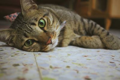 Close-up portrait of cat lying on floor