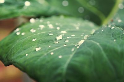 Close-up of raindrops on leaf