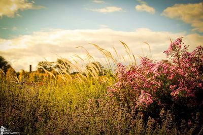 Plants growing on field against cloudy sky