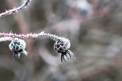 Close-up of frozen plant