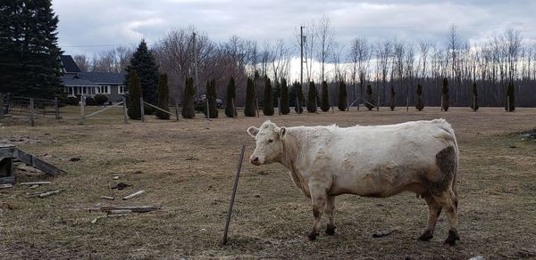 Sheep standing in field against sky