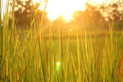 Close-up of grass growing on field against sky during sunset