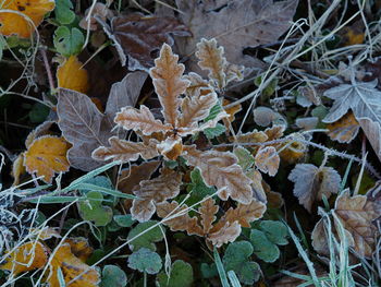 Close-up of frozen dry leaves on field