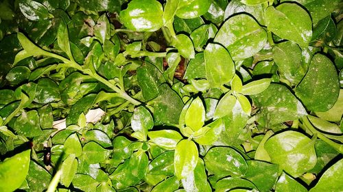 Full frame shot of plants